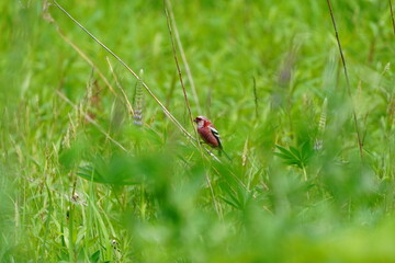 茎に止まるベニマシコ
