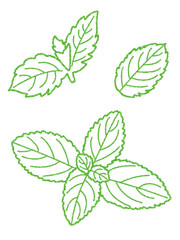 クレヨン素材　ミントの線画イラスト © なつきち