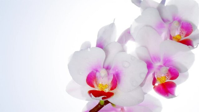 White with purple orchid blossoms with water drops after the rain on the white background with free space. Beautiful nature at sunny summer day. Luxury tropical phalaenopsis flower.

