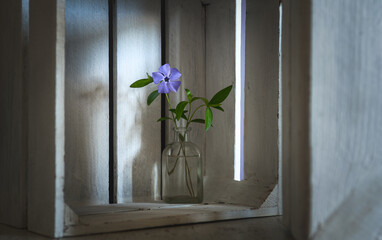 Blooming periwinkle in a glass bottle on the background of a wooden box. Minimalism.