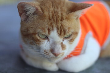 a gonger cat sleep on te white car