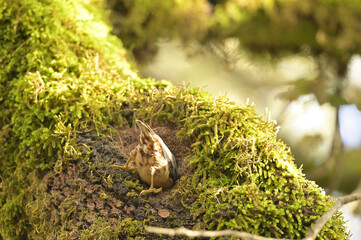 Obraz premium Ave de nombre Trepador azul Sitta Europaea