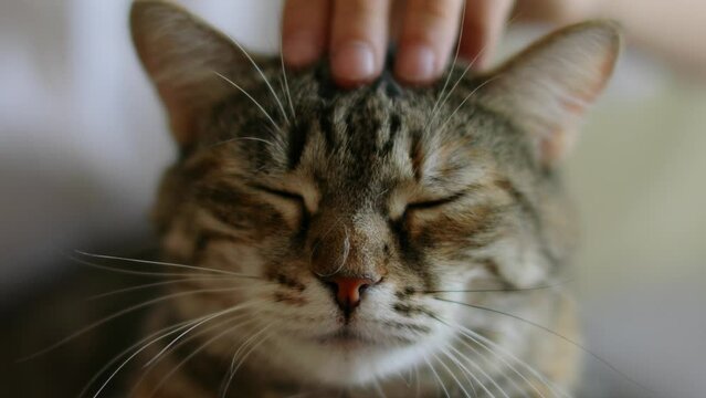 Close-up of a cat's face being petted by a child's hand.