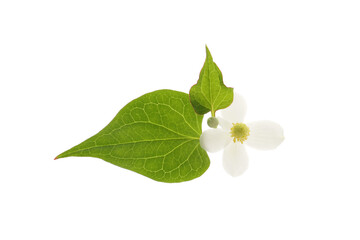 blooming houttuynia plant isolated on a white background