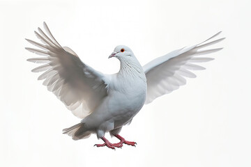 Harmony and Peace White Dove Symbolizing Serenity, Gracefully Perched on  White Background. created with Generative AI