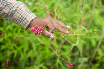 A human hand holding small red leaves flower and a background blur