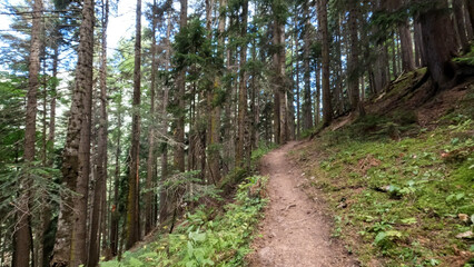 wild green woods in mountain ridge - hiking ground pathway - photo of nature