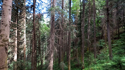 wild woods green leafage - plants, greenery and boscages - photo of nature