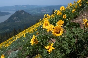 Arnica or Balsamroot arrowleaf in full bloom in meadows near Portland. Oregon. USA