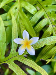 White and yellow plumeria flower on green plant leaves.