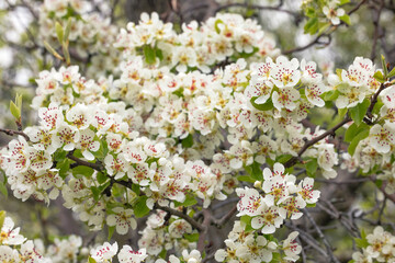 A pear branch profusely covered with flowers against a blurred background of garden greenery in early spring.