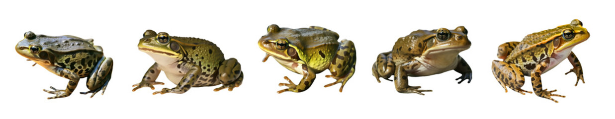 Naklejka premium Frog set, reptile, animal isolated on transparent background, cutout, png.