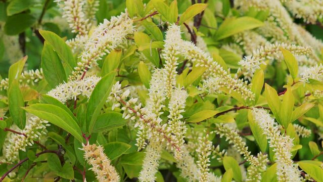 Itea virginica flowers of Virginia sweetspire plant. Iteaceae family