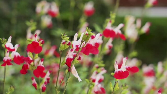 Salvia microphylla or Hot lips flowers in a field. Graham sage ornamental plant in bloom