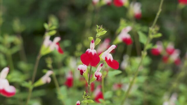 Salvia microphylla or Hot lips flowers in a field. Graham sage ornamental plant in bloom