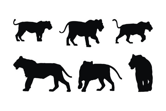 Lions standing and walking in different positions silhouette set vector. Carnivore animals like big cats and lions silhouette on a white background. Wild Lioness full body silhouette collection.