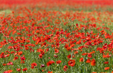 champ de coquelicots au printemps. Scène colorée à la campagne