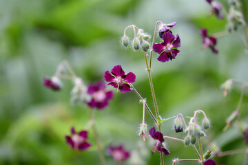 クロバナフウロ / Geranium phaeum
