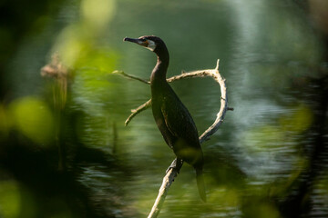 Great cormorant
