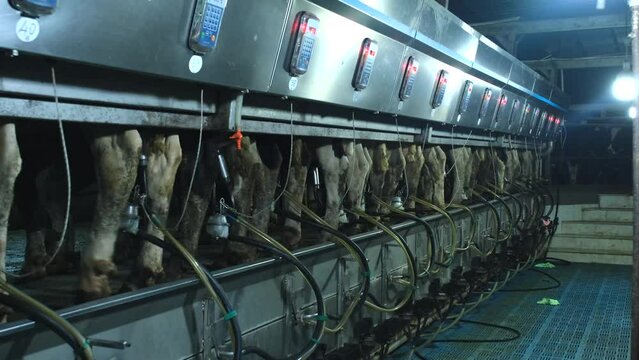 images of cows milked in the parlor