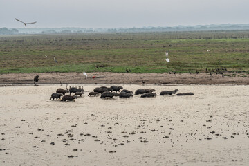river full of caimans in the foreground and capybaras in the background