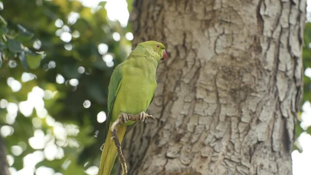 A cute green parrot standing on a tree branch and than taking off
