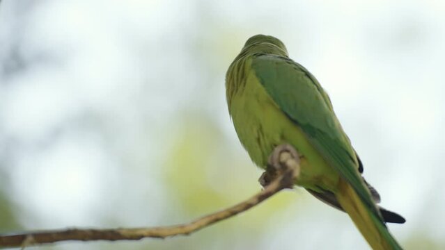 A cute green parrot standing on a tree branch and than taking off
