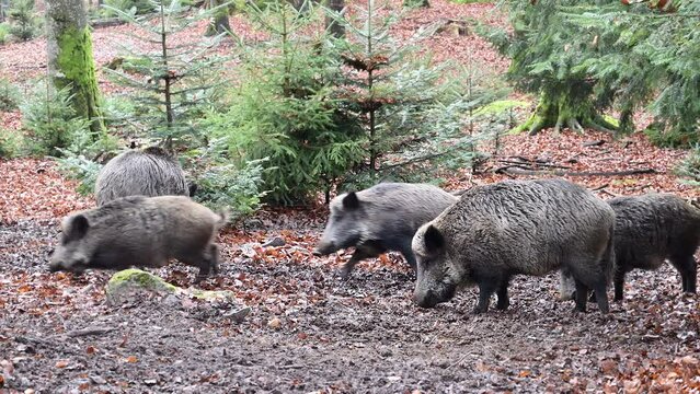Wild boar (Sus scrofa) sounder foraging in muddy frozen ground in the forest.One chasing other away. Slowmotion