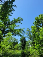 Ciel bleu et branchages 