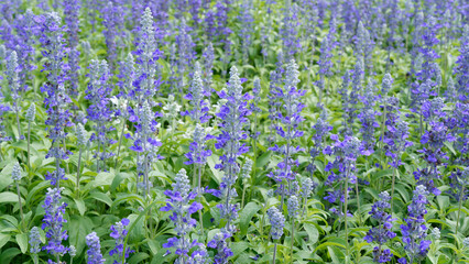 Blue Salvia flowers blooming in the garden.