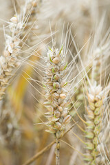 Germinating wheat seeds in old cereal ear.agricultural disaster