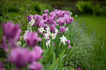 wiosenne kompozycje kwiatowe w ogrodzie, tulipany, narcyze,	