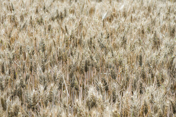 Common bunt, or stinking smut and covered smut, is a disease of wheat.Significant reduces yields.