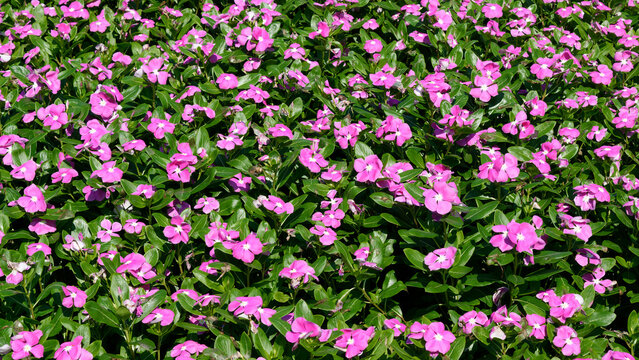 Pink Catharanthus roseus flowers or bright eyes blooming in the garden.