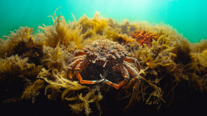 Underwater Spider Crab