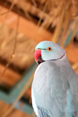 Parrot Looking to The Camera 