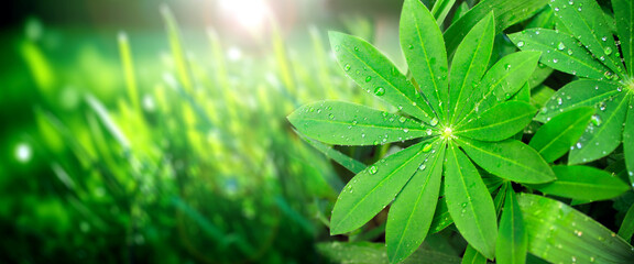 Rain drops on a green leaves of lupine on sunny beautiful nature spring background. Summer scene with with dew drops on Lupinus leaf. Horizontal spring banner. Copy space for text