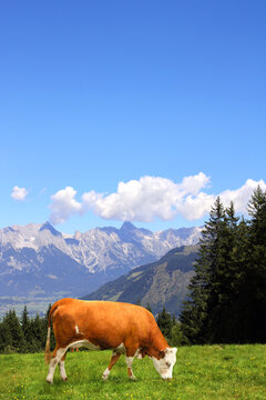 Cow grazing in a mountain meadow in Alps mountains, Tirol, Austria. View of idyllic mountain scenery in Alps with green grass and red cow on sunny day. European mountain landscape
