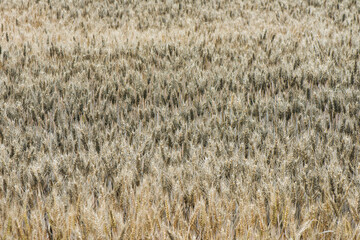 Common bunt, or stinking smut and covered smut, is a disease of wheat.Significant reduces yields.