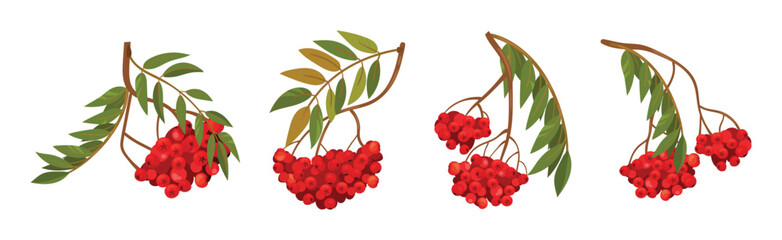 Red Rowan Berries Hanging on Branch with Pinnate Leaves Vector Set