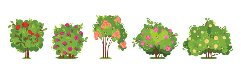 Bushes with Rose Flowers and Branched Stem as Perennial Woody Plant Vector Set