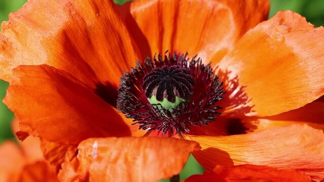 Slow motion video of Beautiful blooming flowers of bright red Poppy in their natural Environment in the perennial cottage garden in spring sunshine