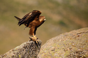 The golden eagle (Aquila chrysaetos) sitting on the rock. Male golden eagle in the Spanish mountains with a rabitt in a claw.Big eagle in typical mountain setting.