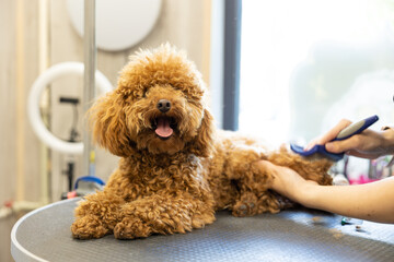 A hand combs a small red poodle on a grooming table. Pet care. - obrazy, fototapety, plakaty