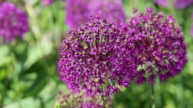 Slow motion video of Beautiful blooming flowers of Purple and White Allium in their natural Environment in the perennial cottage garden in spring sunshine