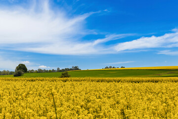 Rapeseed, canola or colza field in with beautiful clouds on sky, springtime flowering field