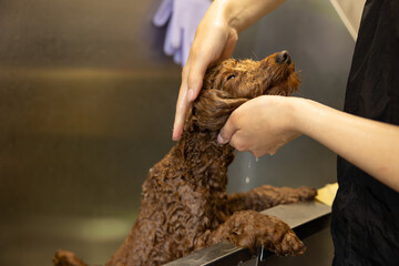Brown poodle dog is groomed in salon. Female hands washing cute dog. Dog is wet and in shampoo.