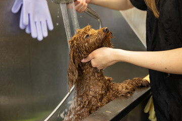 Brown poodle dog is groomed in salon. Female hands washing cute dog. Dog is wet and in shampoo.
