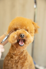 groomer cutting hairs of curly poodle dog by scissors in grooming salon.