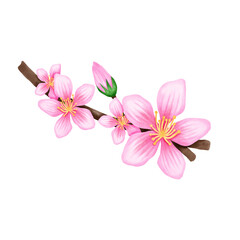 Sakura peach flower watercolor